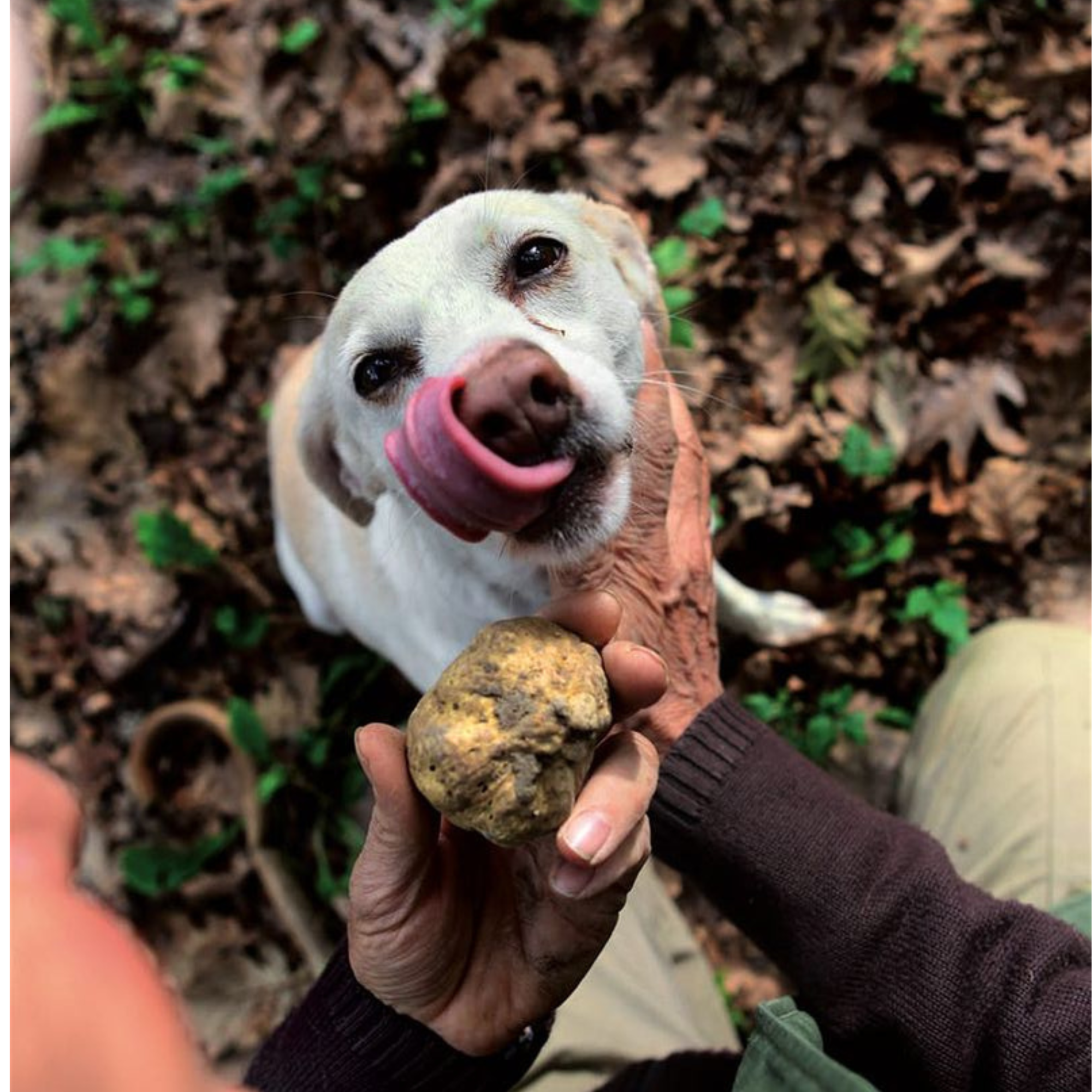 White Truffle & Fine Wines of Italy – 8 Days (Montepulciano + Langhe)